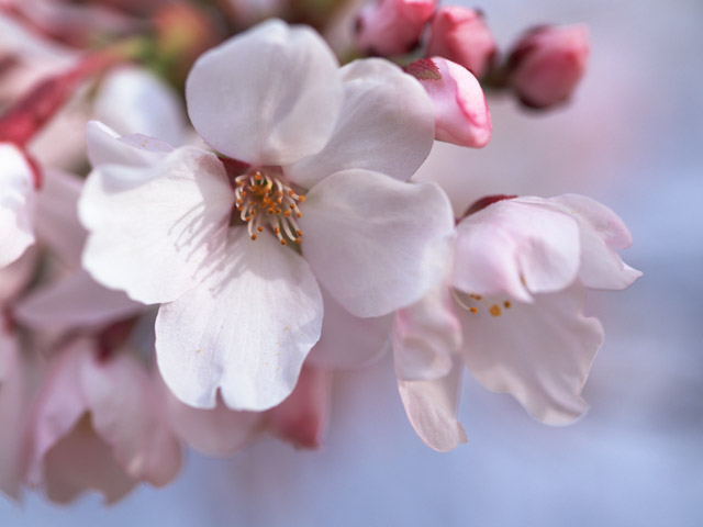 英語 Hanami 花見 うつくしい桜の花の下で楽しみましょう